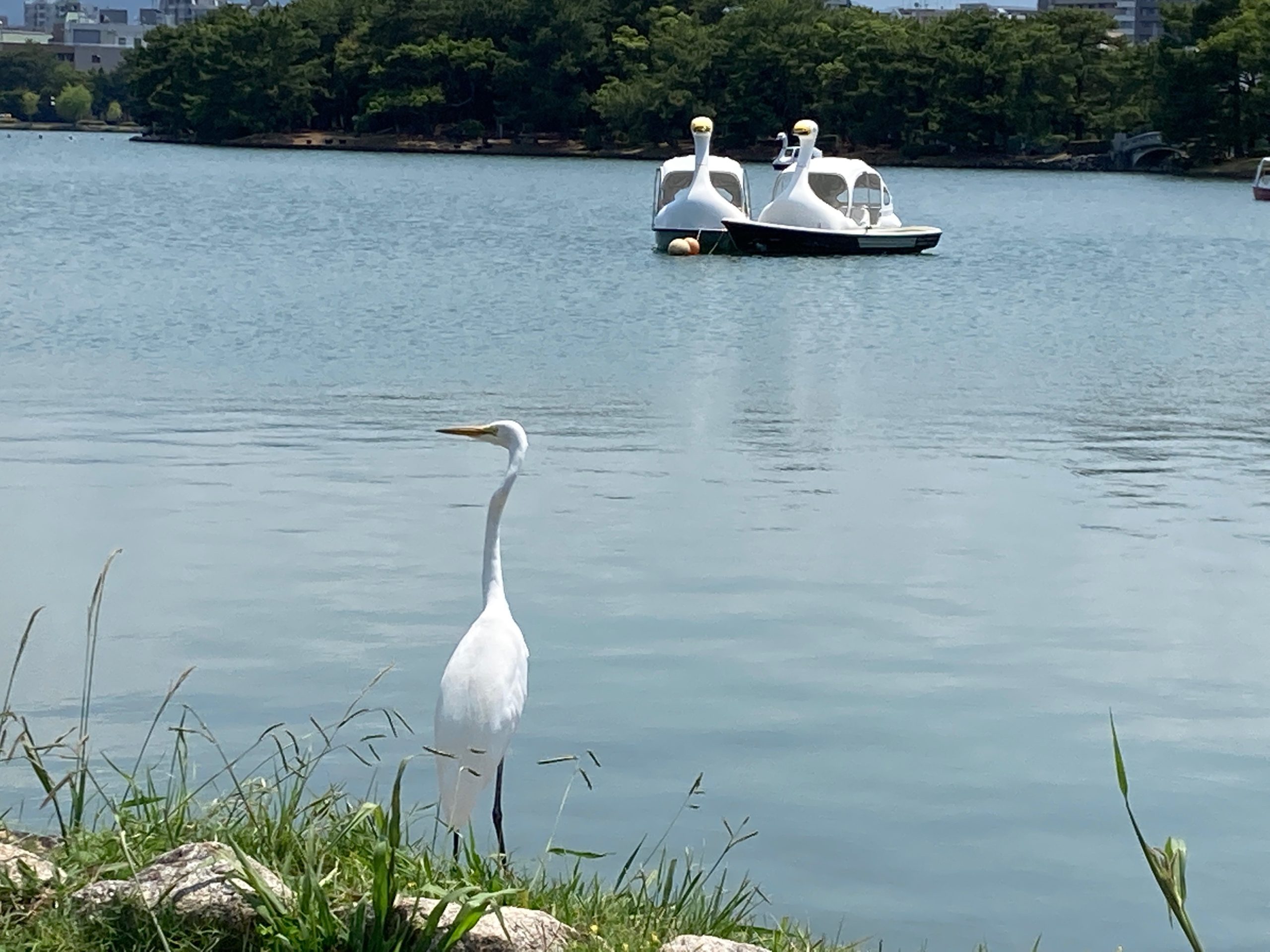 湖の隣に立っている鳥  自動的に生成された説明